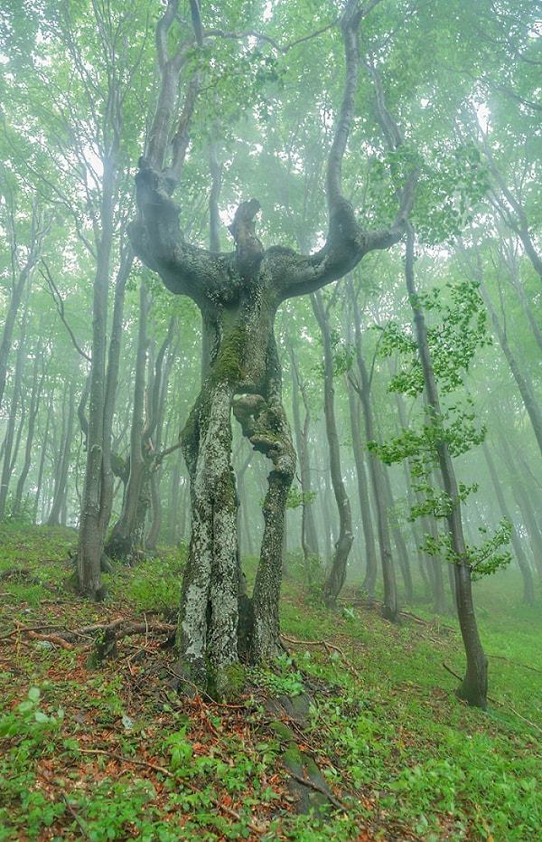 3. Fantastik film karakterine benzer bir ağaç