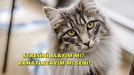 Minnoşlukları Yetmiyormuş Gibi 😻 Bir Kedi Sahibi Olmanın Bilimsel Olarak Kanıtlanmış 10 Süper Ötesi Faydası