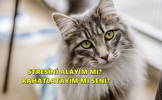 Minnoşlukları Yetmiyormuş Gibi 😻 Bir Kedi Sahibi Olmanın Bilimsel Olarak Kanıtlanmış 10 Süper Ötesi Faydası