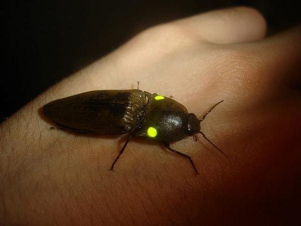 14. Takla böceklerinin dirimsel ışıldayan 2 tane benekleri vardır.