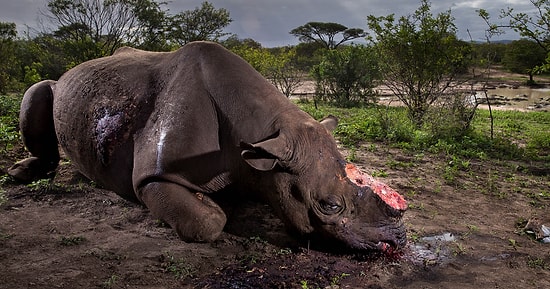 20 лучших фотографий дикой природы 2017 года, которые вас и расстроят, и обрадуют