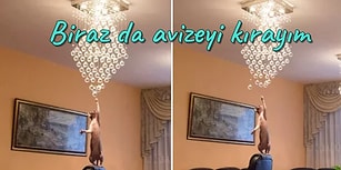 Dost Acı Söyler: 17 Adımda “Kötü” Bir Kediye Sahip Olduğunu Anlama Rehberi