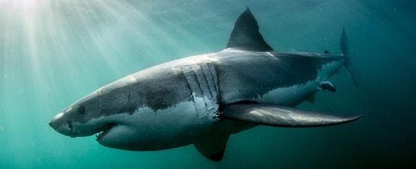 Araştırmacılar, köpekbalıklarının tepkilerini test etmek için suya sahte kokain balyaları ve yem topları attılar.