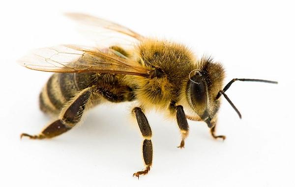 15. Seri katillerin davranışlarıyla arıların davranışları oldukça benzeşiyor.