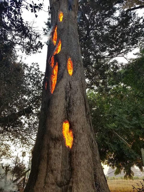 17. Orman yangını esnasında bir ağacın durumu.