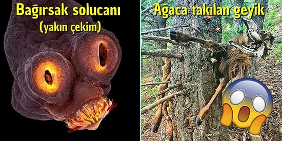 Ekosistemin Korkutucu Yüzüne Tanıklık Ederken Hayatı Sorgulayacağınız 18 Ekstrem Görüntü