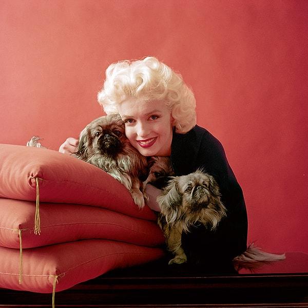 Şubat 1955'te Look dergisi çekimleri için çok sevdiği Pekinez köpekleriyle birlikte.