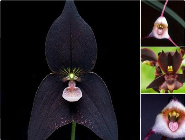 21. Dracula vampira; diğer bitkilerin üzerinde yetişen orkide çeşitlerinden yalnızca bir tanesi!