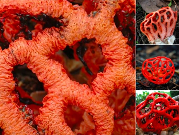 4. Clathrus ruber mantarı