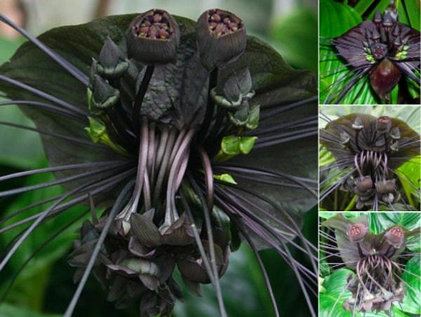 11. Her an üzerimize atlayıp, bizi parçalara ayıracak gibi görünen Siyah Yarasa Çiçeği: