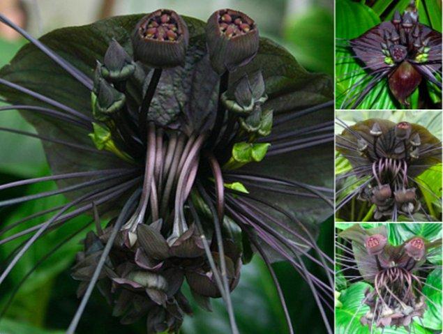 11. Her an üzerimize atlayıp, bizi parçalara ayıracak gibi görünen Siyah Yarasa Çiçeği: