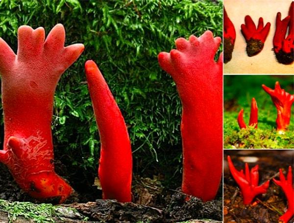 8. Japonya topraklarında yetişen ölümcül kırmızı mantarlar, bilimsel adıyla "Podostroma Cornu-damae."
