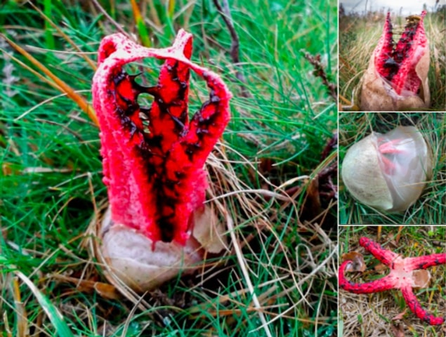 6. Clathrus archeri mantarı için kısaca ahtapot boynuzu da deniyor.