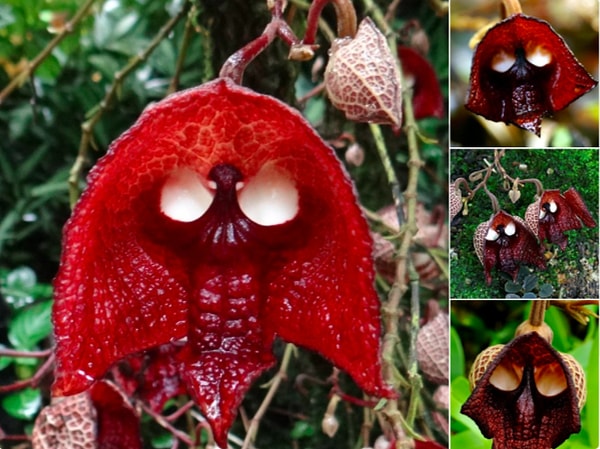 2. Kanlı bir kuru kafaya benzeyen "Aristolochia Salvadorensis" bitkisi korkunç olduğu kadar da zehirli.