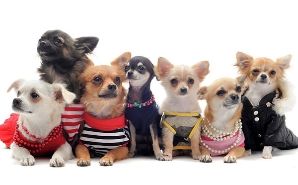 6. Выберите наряженное животное: