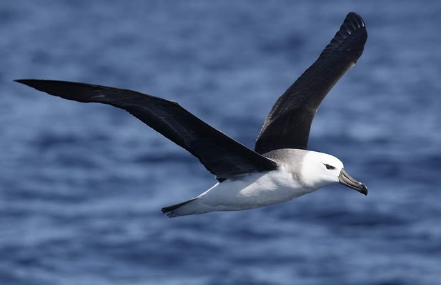 Albatros!