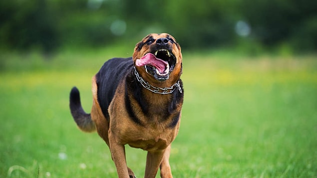 Heuffer'in belirttiğine göre köpekler 20,000 farklı gene sahipken kuduz virüsünün yalnızca 5 geni var.