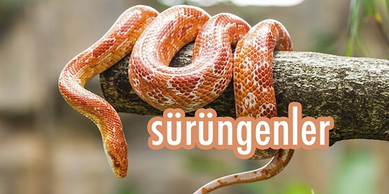 Canlılar Aleminde Hangi Familyadansın?