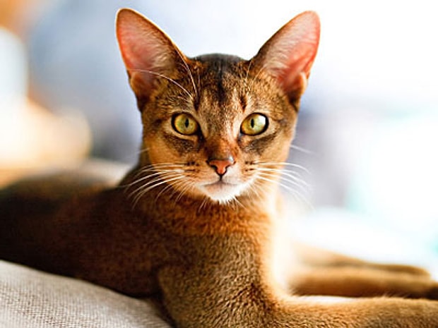 Abyssinian