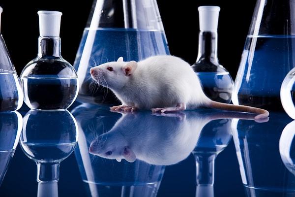 Sonrasında ekip, yüzeydeki belirli moleküllerin "çılgın davranışları" başlatıp başlatmayacağını görmek için fare beynine az miktarda kuduz virüsü enjekte etti.