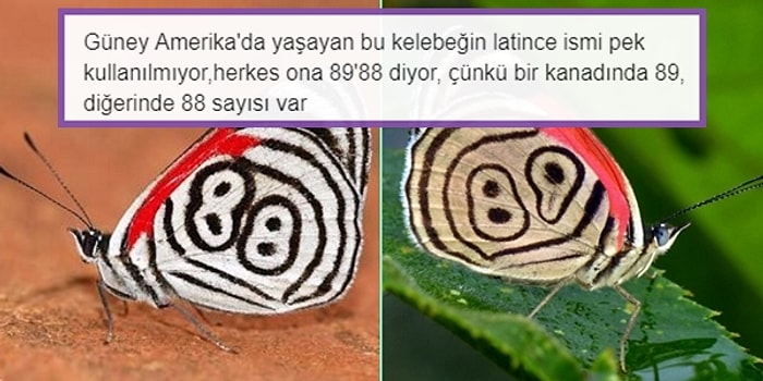 Dünkü Halinize Göre Sizi Daha Aydın Bir İnsana Dönüştürecek 18 Bilgi Dolu Tweet