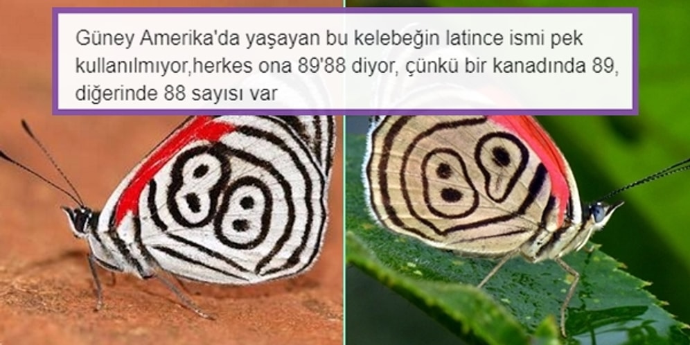 Dünkü Halinize Göre Sizi Daha Aydın Bir İnsana Dönüştürecek 18 Bilgi Dolu Tweet