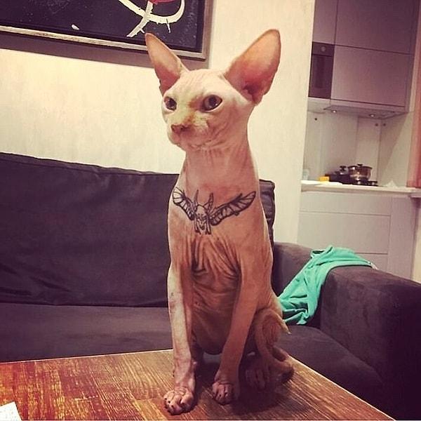 Ukraynalı vücut geliştirici kedisinin de kendisi gibi 'göz alıcı' görünmesini sağlamak için ufaklığa dövme yaptırmaya karar verdi.