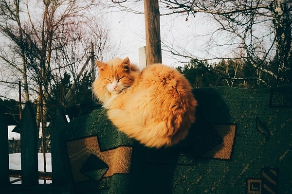 8. Мягкое место для уличного кота ♥️