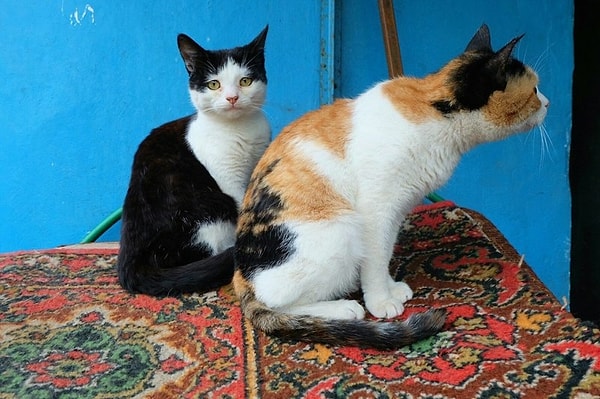 22. Тепленькое местечко для бездомных животных 🐈