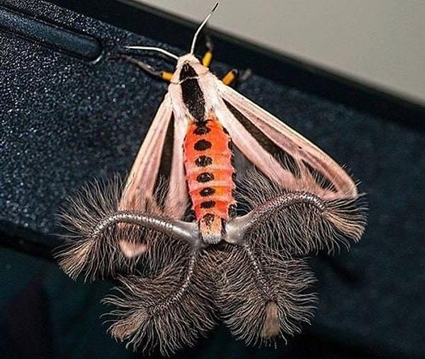 Creatonotos gangis moth, Güneydoğu Asya'da ve Avustralya'nın bazı kesimlerinde yaşıyor.