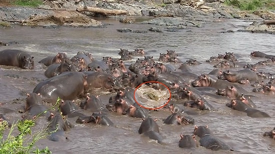 Vahşi Doğa Bildiğiniz Gibi: Timsaha Saldıran Hipopotamlar