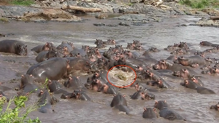 Vahşi Doğa Bildiğiniz Gibi: Timsaha Saldıran Hipopotamlar