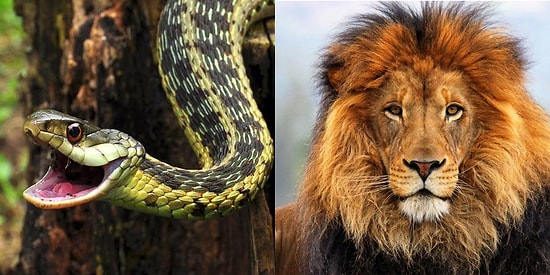 Тест: к какому классу животных вы относились в прошлой жизни?