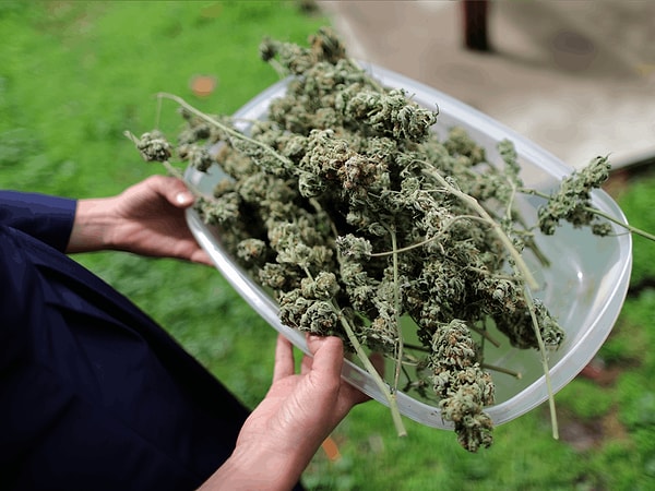 8. Доступность марихуаны