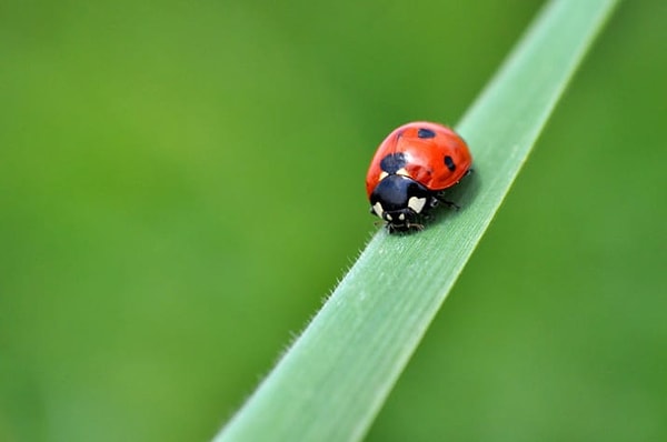 1. Божьи коровки такие милые, не правда ли?