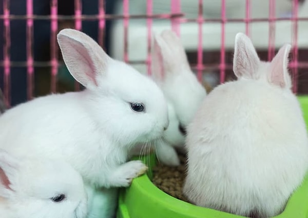 И опять-таки мы наткнулись на животных, поглащающих свои же фекалии