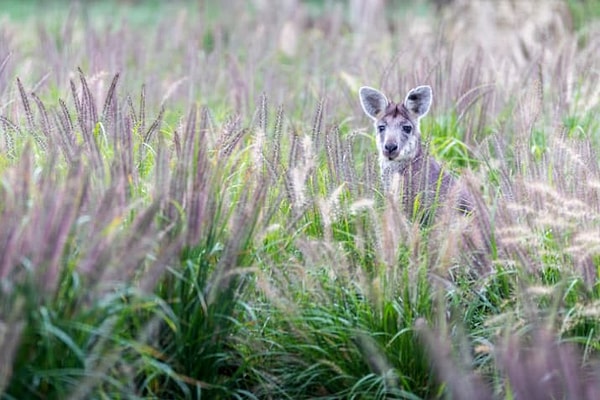 9. Кенгуру! Наимилейшие создания, носящие своих детенышей в сумке 😍