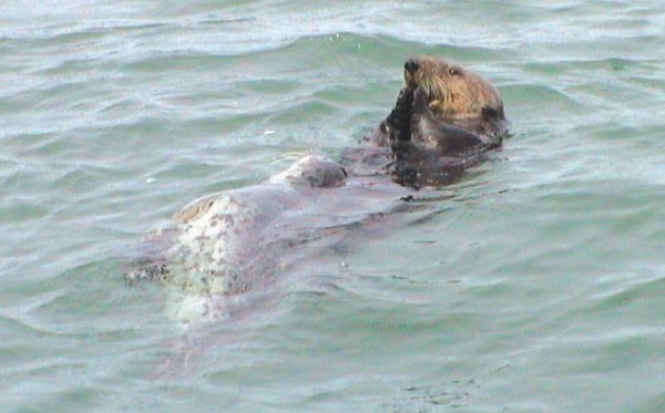 А еще эти же самые милашки-выдры насилуют детенышей тюленей, что часто приводит к смерти последних