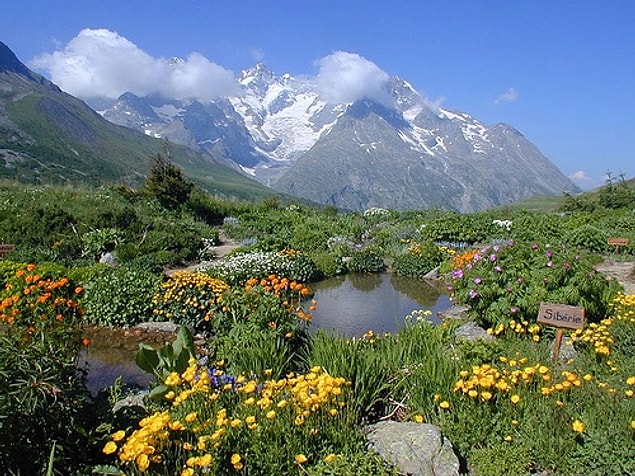 9. Lautaret Alpine Botanical Garden, Fransa