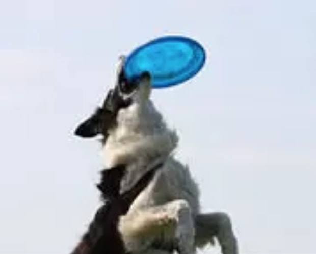 Frizbi?
