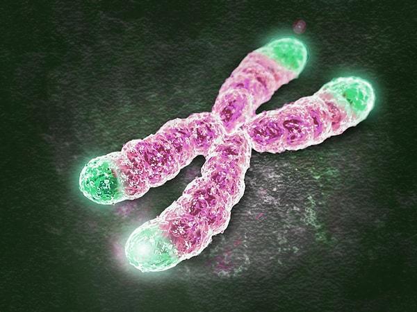 Telomer, her hücre kromozomunun sonunda bulunan bir madde.