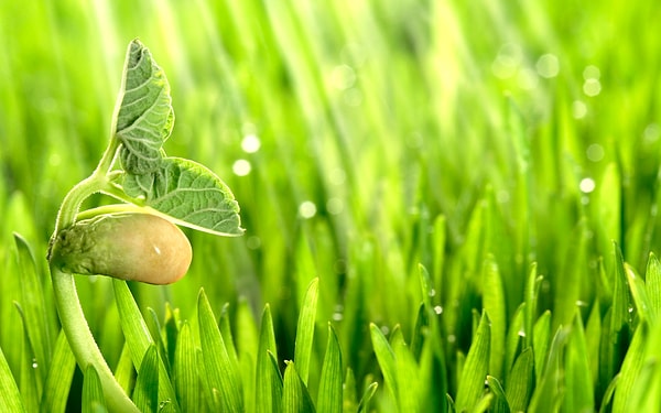 9. Как называется наука о растениях?