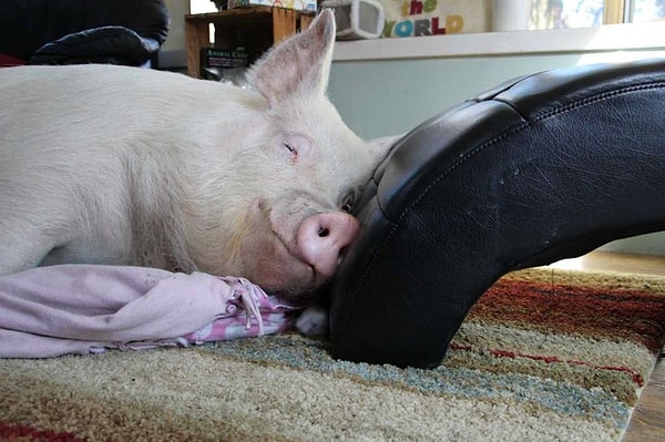 14. Свиньи здесь застрахованы от съедения