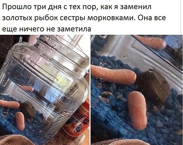14. Надеюсь, настоящие рыбки в целости и сохранности 😱