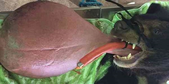 Dili Devasa Boyutlara Ulaşan Ayı Nyan Htoo, Sonunda Kardeşiyle Oynayabilecek 🐻