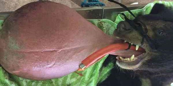 Dili Devasa Boyutlara Ulaşan Ayı Nyan Htoo, Sonunda Kardeşiyle Oynayabilecek 🐻