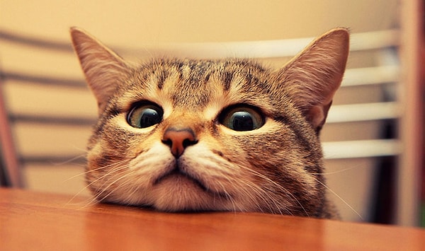 6. Единственное животное с четырьмя коленями - это...