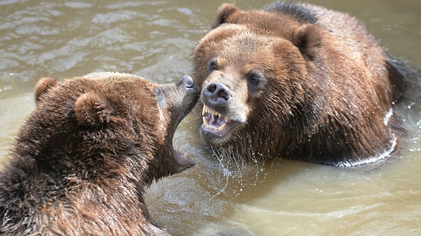 Окружающие думают, что вы дикий человек