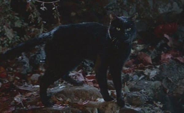 19. ABD'de birçok hayvan barınağı Cadılar Bayramı döneminde siyah kedi sahiplendirmeyi reddediyor.