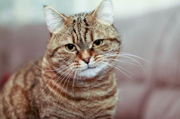 Вы обладаете аналитическим складом ума, ориентированы на детали и скептичны